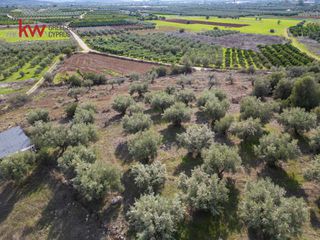 Αγροτεμάχια 6.225,38 τ.μ. προς πώληση, Δενδρά Μιδέας-thumb-12