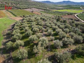 Αγροτεμάχια 6.225,38 τ.μ. προς πώληση, Δενδρά Μιδέας-thumb-10