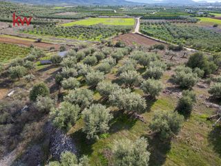 Αγροτεμάχια 6.225,38 τ.μ. προς πώληση, Δενδρά Μιδέας-thumb-11