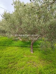 Οικόπεδο 2.500 τ.μ. για πώληση, Ν. Λασιθίου, Ιεράπετρα-thumb-4