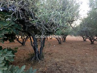 Αγροτεμάχια 7.000 τ.μ. για πώληση