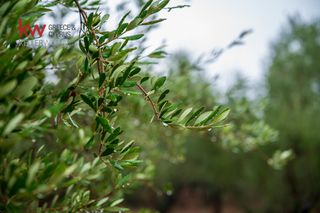 Οικόπεδο 25.000 τ.μ. πρός πώληση, Λακωνία, Φαρίδα-thumb-14