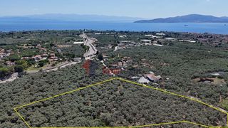 Αγροτεμάχια 10.080 τ.μ. για πώληση