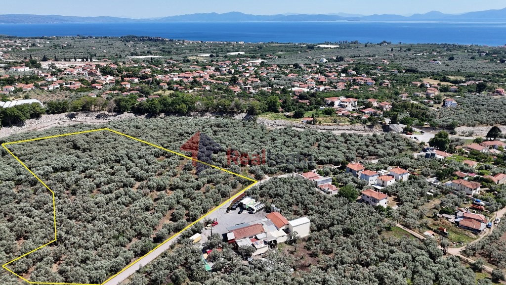 Αγροτεμάχια 10.080 τ.μ. πρός πώληση, Μαγνησία, Αρτέμιδα
