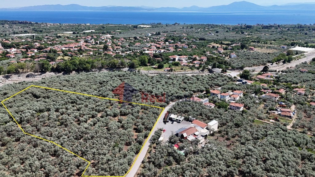 Αγροτεμάχια 10.080 τ.μ. πρός πώληση, Μαγνησία, Αρτέμιδα
