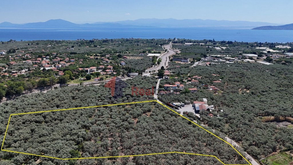 Αγροτεμάχια 10.080 τ.μ. πρός πώληση, Μαγνησία, Αρτέμιδα