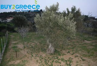 Οικόπεδο 1.500 τ.μ. για πώληση, Εύβοια, Κύμη-thumb-5