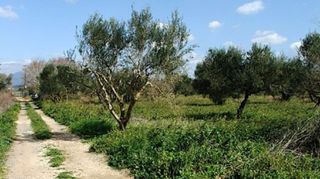Οικόπεδο 4.130 τ.μ. για πώληση, Μεσσηνία, Νέστορας-thumb-6