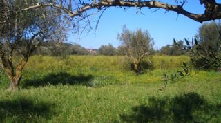Οικόπεδο 4.130 τ.μ. για πώληση, Μεσσηνία, Νέστορας-thumb-5