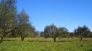 Οικόπεδο 4.130 τ.μ. για πώληση, Μεσσηνία, Νέστορας-thumb-9