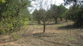 Οικόπεδο 4.130 τ.μ. για πώληση, Μεσσηνία, Νέστορας-thumb-8