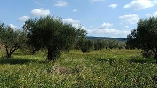 Οικόπεδο 4.130 τ.μ. για πώληση, Μεσσηνία, Νέστορας-thumb-7