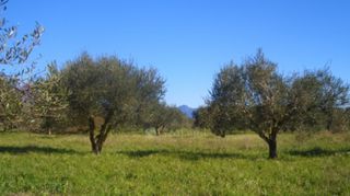 Οικόπεδο 4.130 τ.μ. για πώληση, Μεσσηνία, Νέστορας-thumb-4