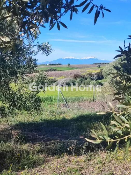 Αγροτεμάχια 10.000 τ.μ. προς πώληση, Νέα Ηράκλεια