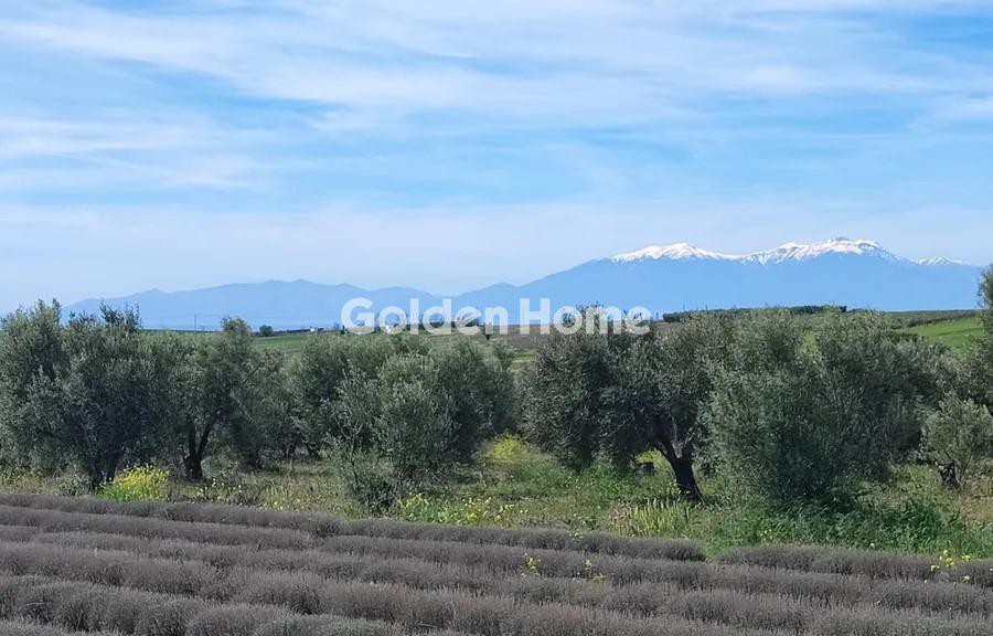 Αγροτεμάχια 10.000 τ.μ. προς πώληση, Νέα Ηράκλεια