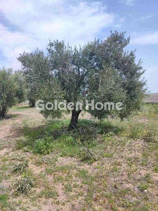 Αγροτεμάχια 10.000 τ.μ. προς πώληση, Νέα Ηράκλεια