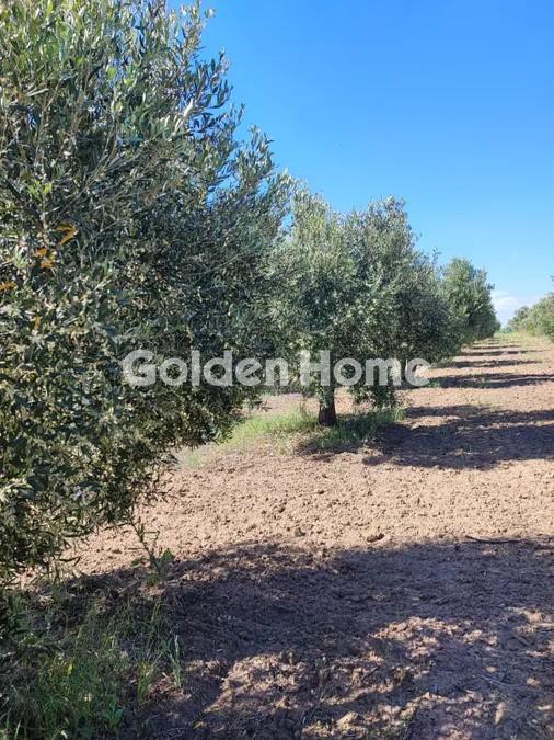 Αγροτεμάχια 10.000 τ.μ. προς πώληση, Νέα Ηράκλεια