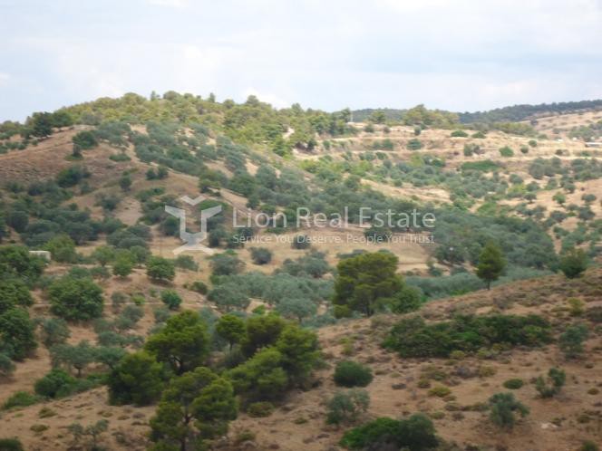 Οικόπεδο 6.000 τ.μ. προς πώληση, Πορτοχέλι