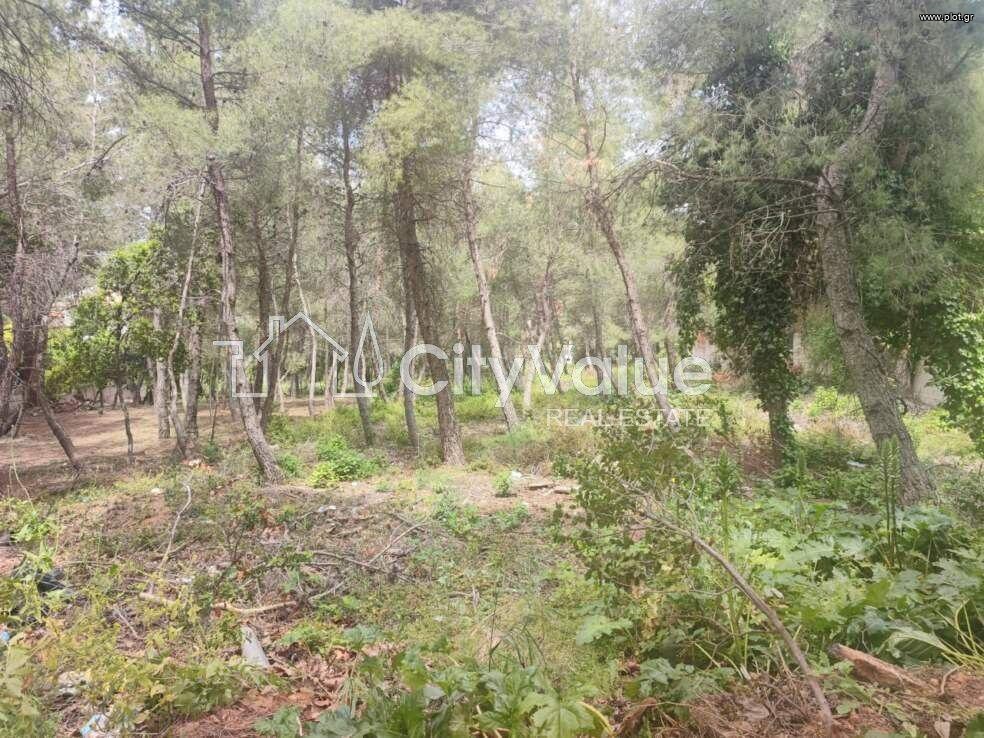 Αγροτεμάχια 1.600 τ.μ. πρός πώληση, Αθήνα - Βόρεια Προάστια, Διόνυσος
