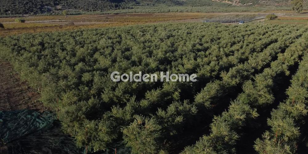 Αγροτεμάχια 17.677 τ.μ. προς πώληση, Βελιές
