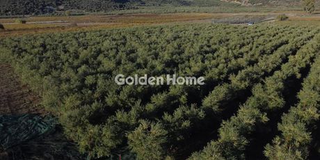 Αγροτεμάχια 17.677 τ.μ. προς πώληση