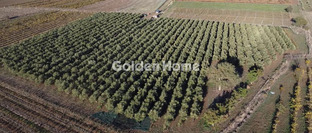 Αγροτεμάχια 17.677 τ.μ. προς πώληση, Βελιές