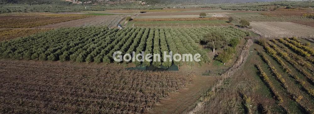 Αγροτεμάχια 17.677 τ.μ. προς πώληση, Βελιές