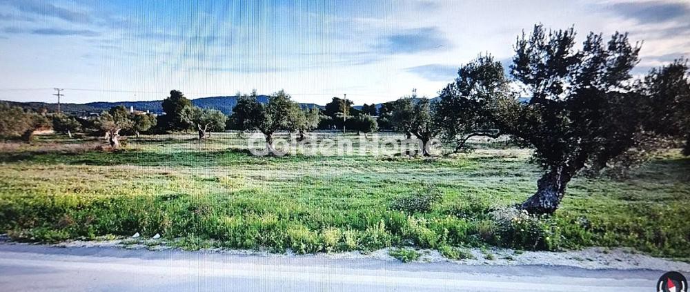 Αγροτεμάχια 11.000 τ.μ. προς πώληση, Βρόντου Χαλκίδας