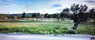 Αγροτεμάχια 11.000 τ.μ. για πώληση