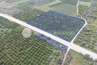 Αγροτεμάχια 11.543 τ.μ. προς πώληση, Αργολίδα, Μιδέα-thumb-1