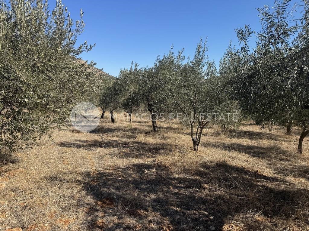Αγροτεμάχια 6.000 τ.μ. προς πώληση, Καρυά Λυρκείας