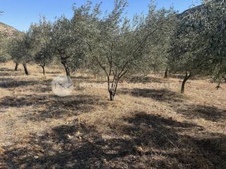 Αγροτεμάχια 6.000 τ.μ. προς πώληση, Καρυά Λυρκείας-thumb-9