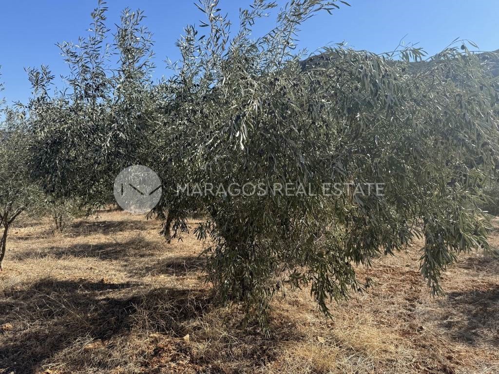 Αγροτεμάχια 6.000 τ.μ. προς πώληση, Καρυά Λυρκείας