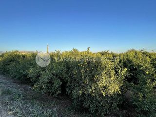 Αγροτεμάχια 12.000 τ.μ. για πώληση, Αργολίδα, Άργος-thumb-3