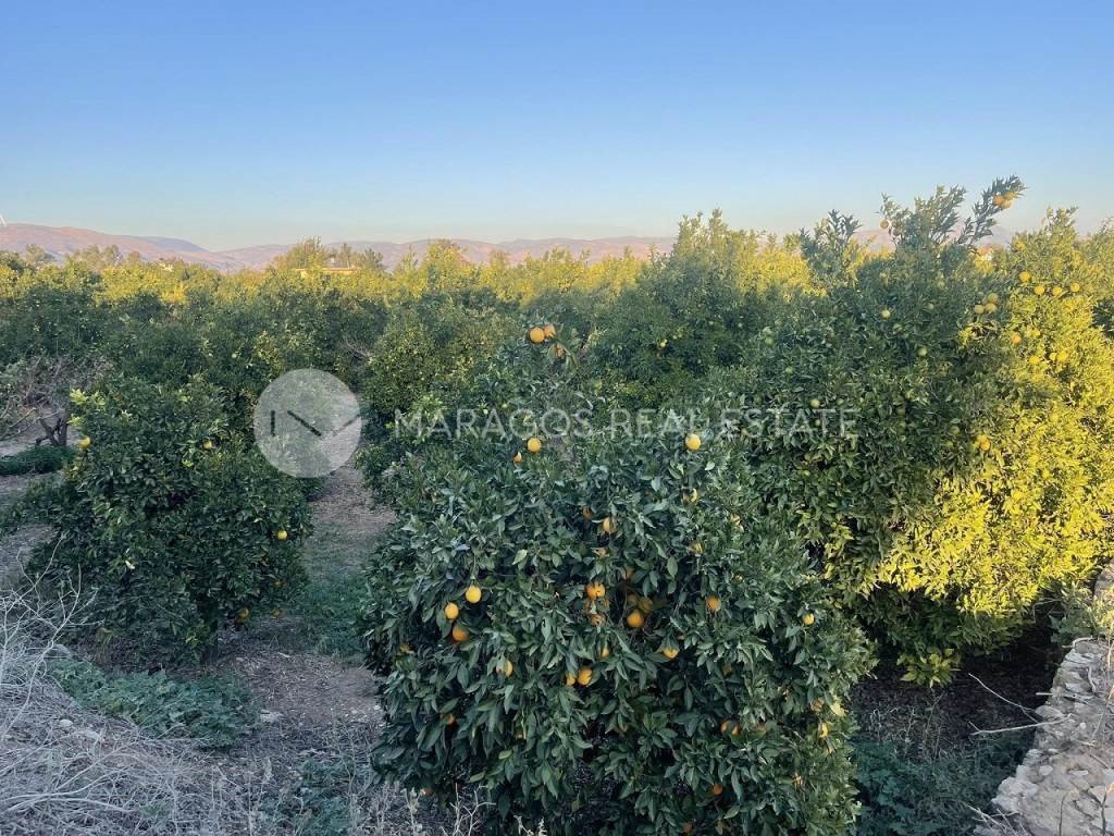Αγροτεμάχια 12.000 τ.μ. για πώληση, Αργολίδα, Άργος