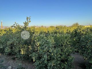 Αγροτεμάχια 12.000 τ.μ. για πώληση, Αργολίδα, Άργος-thumb-11