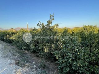 Αγροτεμάχια 12.000 τ.μ. για πώληση, Αργολίδα, Άργος-thumb-9
