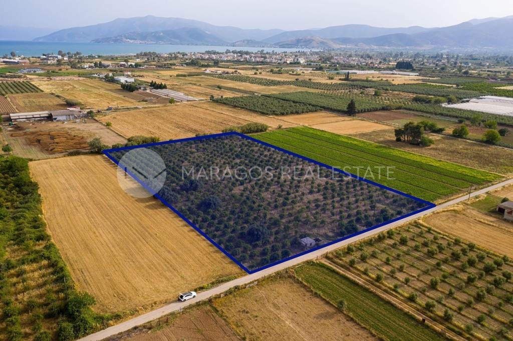 Αγροτεμάχια 15.000 τ.μ. προς πώληση, Αργολίδα, Νέα Κίος