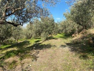 Αγροτεμάχια 15.000 τ.μ. προς πώληση, Άκοβα-thumb-12