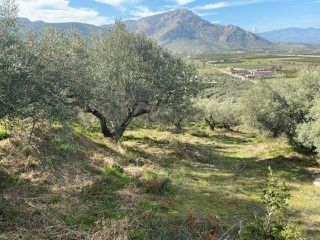 Αγροτεμάχια 15.000 τ.μ. προς πώληση, Άκοβα-thumb-8