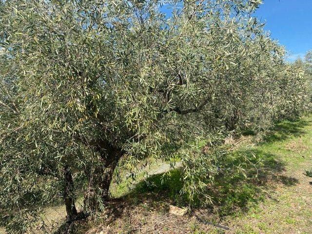 Αγροτεμάχια 15.000 τ.μ. προς πώληση, Άκοβα