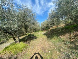 Αγροτεμάχια 15.000 τ.μ. προς πώληση, Άκοβα-thumb-11