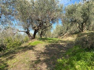 Αγροτεμάχια 15.000 τ.μ. προς πώληση, Άκοβα-thumb-3