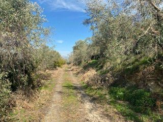 Αγροτεμάχια 15.000 τ.μ. προς πώληση, Άκοβα-thumb-18