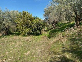 Αγροτεμάχια 15.000 τ.μ. για πώληση