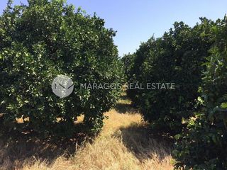 Αγροτεμάχια 14.500 τ.μ. για πώληση