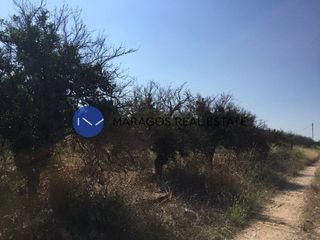 Αγροτεμάχια 5.000 τ.μ. για πώληση, Αργολίδα, Μιδέα-thumb-4