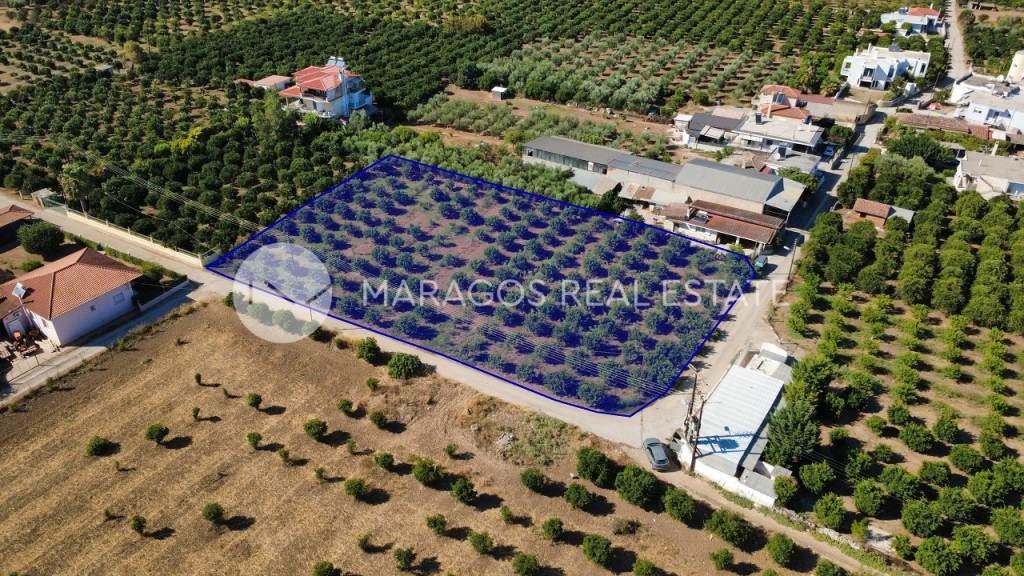 Οικόπεδο 2.864 τ.μ. προς πώληση, Δαλαμανάρα