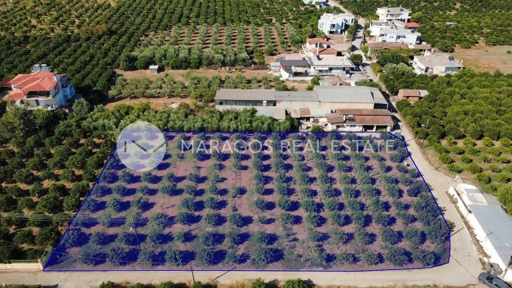 Οικόπεδο 2.864 τ.μ. προς πώληση, Δαλαμανάρα