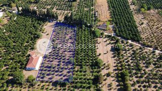 Οικόπεδο 4.000 τ.μ. για πώληση, Αργολίδα, Άργος-thumb-18